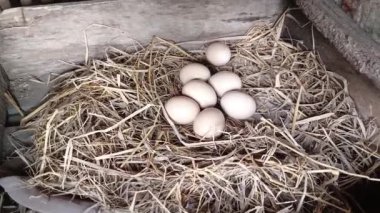 Yuvadaki yedi tavuk yumurtasının video görüntüleri.