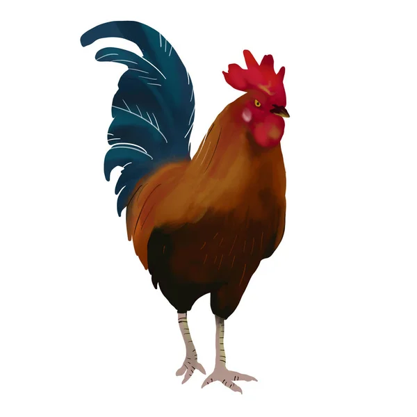 Red Rooster Watercolor Hand Drawn Style Isolate White Background — Stock Photo, Image