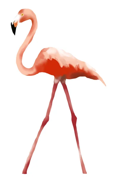 Flamingo Acuarela Estilo Dibujado Mano Aislar Fondo Blanco —  Fotos de Stock