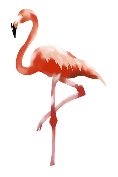 Flamingo Aquarela Estilo Desenhado Mão Isolar Fundo Branco — Fotografia de Stock