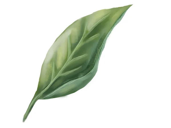 Grönt Löv Akvarell Handritad Stil Isolera Vit Bakgrund — Stockfoto