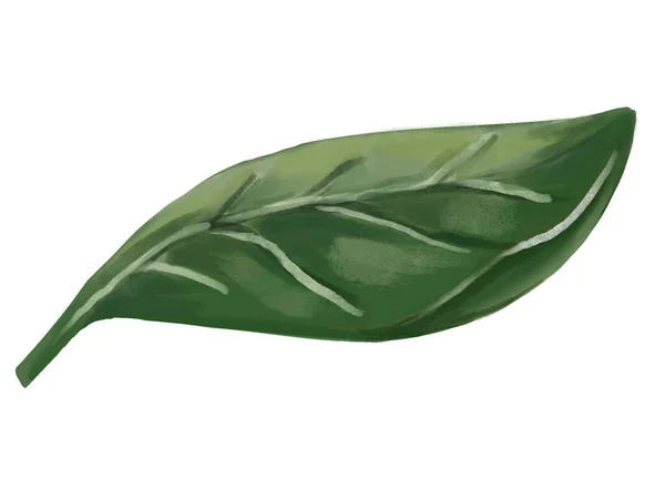 Grönt Löv Akvarell Handritad Stil Isolera Vit Bakgrund — Stockfoto