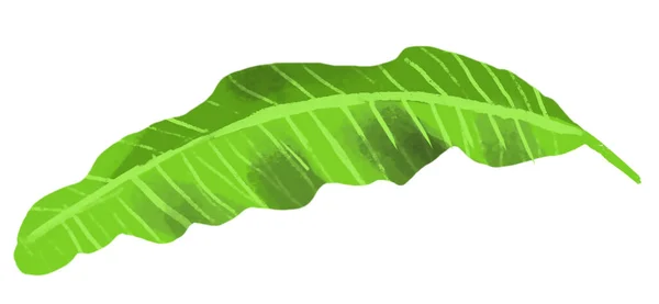 Bananblad Tropisk Växt Akvarell Isolera Vit Bakgrund — Stockfoto