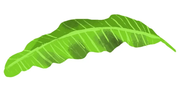 Bananblad Tropisk Växt Akvarell Isolera Vit Bakgrund — Stockfoto