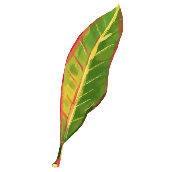 Codiaeums Leave Houseplants Botanical Illustration Multicoloured Leaves Water Colour Isolate — Stock Photo, Image