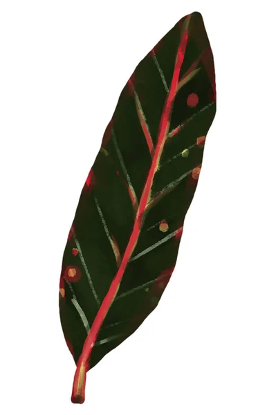 コディアは去り 植物のイラスト 多色の葉から 白い背景に水彩アイソレート — ストック写真