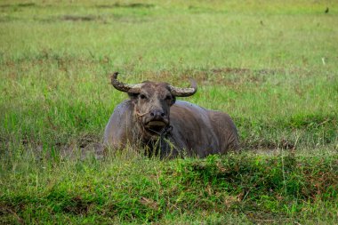 Tayland bufalosu hasattan sonra pirinç tarlasında ot yiyor. 