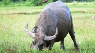Tayland bufalosu hasattan sonra pirinç tarlasında ot yiyor, Asya canlı stoğu. video görüntüleri