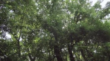 Büyük Ağaç yaprakları ve parkın dalları.