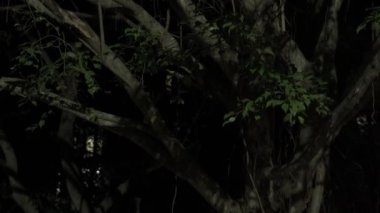 Gece lambasıyla yanan ağaç yaprakları 