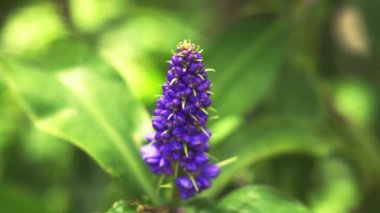 Mor çiçeğe yaklaş. Bahçede çiçek. video 4k görüntüleri