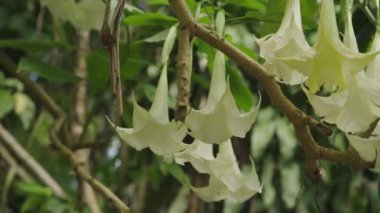Trompet çiçeğinin beyaz meleği. Bahçede çiçek açar. video 4k görüntüleri