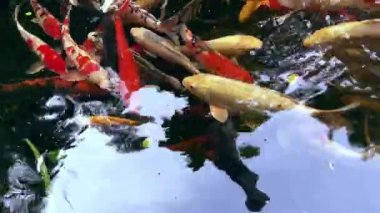Gölde yüzen çok renkli koi balığı. 4k video