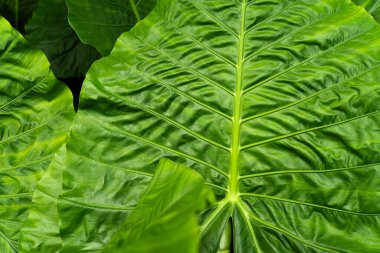 Büyük Bira Ağacı, Alocasia makro hizos, dev taro, maymun, dev alocasia, biga ve pia 'nın yüzey yaprakları.