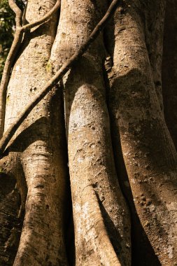 Büyük bir ağacın gövdesi. Doğa dokusu arkaplanı