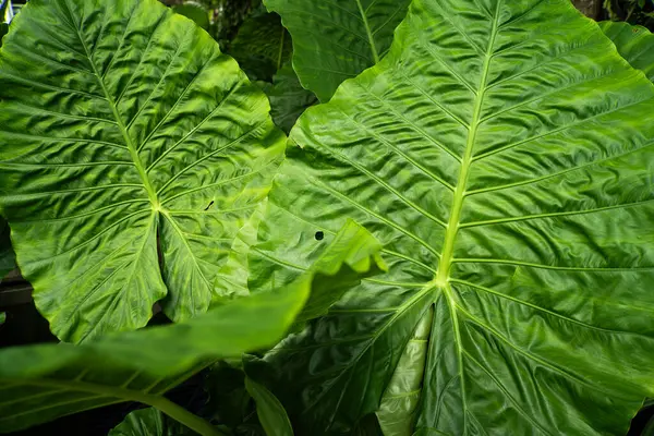 stock image The surface leaves of a large Bira tree, Alocasia macrorrhizos, giant taro, ape, giant alocasia, biga and pia.