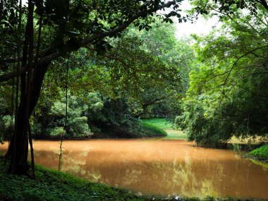 Ağaçları ve gökyüzünü yansıtan, yemyeşil bir orman. Yağmur mevsiminin ipuçlarıyla sakin, doğal bir manzara yaratıyor.