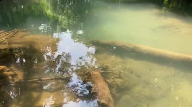 Yeşil bir ağaç, sakin bir nehir havuzunun yanında duruyor. Yaprakları durgun suya yansıyarak doğal bir manzara yaratıyor. 4k video kaydı