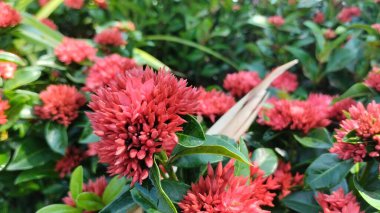 Güzel botanik fotoğrafı, doğal duvar kağıdı.