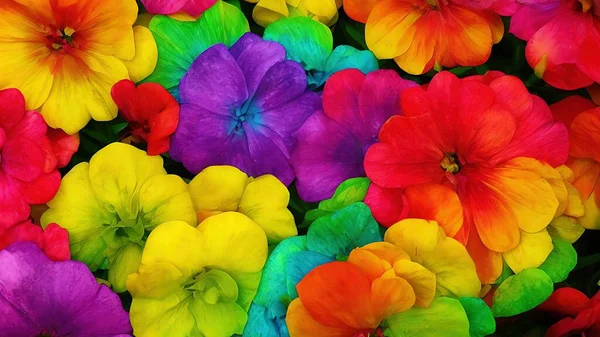 Rainbow flowers, macro photography, illustration