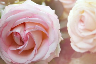 Yazın kır bahçesinde güller açar