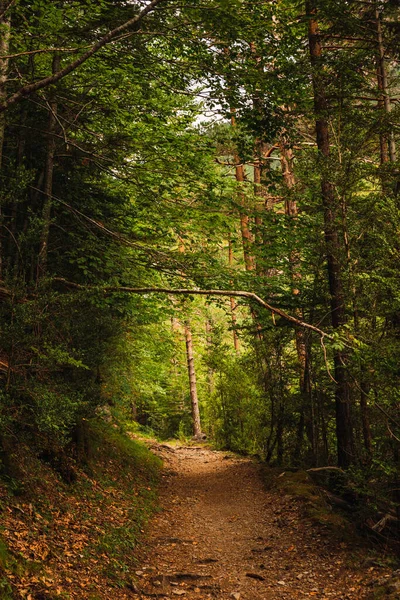 stock image A path between the trees of the lush forest of the Ordesa National Park, in Huesca, Spain. Ordesa y Monte Perdido National Park is in the heart of the Pyrenees and a protected natural areas in Europe