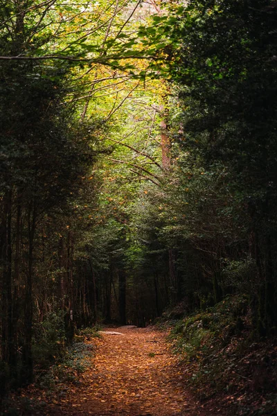 スペインのフエスカにあるオルデサ国立公園の緑豊かな森の木々の間の道 オルデサ モンテ ペルディド国立公園はピレネー山脈の中心部にあり ヨーロッパの自然保護地域にあります ストックフォト