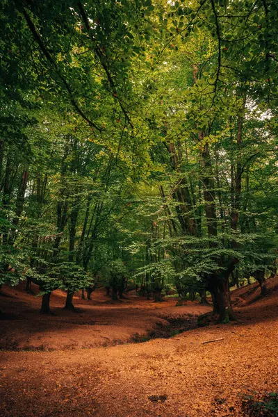 落ち着いた神秘的な雰囲気で秋のブナの森を眺めることができます バスク地方のビーチの森 スペイン ストック写真