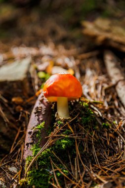 Çam iğneleri ve doğal orman elementleriyle çevrili yosunlu orman tabanından canlı kırmızı bir mantar olan Amanita Muscaria filizleniyor.