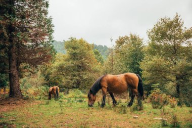 Koyu yeleli iki kahverengi at ağaçlar ve yeşilliklerle çevrili gür bir ormanda huzur içinde otluyor.