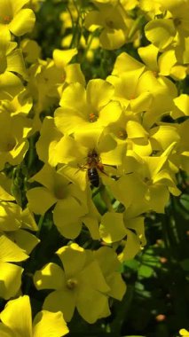 Canlı sarı kır çiçeklerinden nektar toplayan bir bal arısının parlak ve neşeli bir bahar manzarası yaratan yakın çekim videosu.