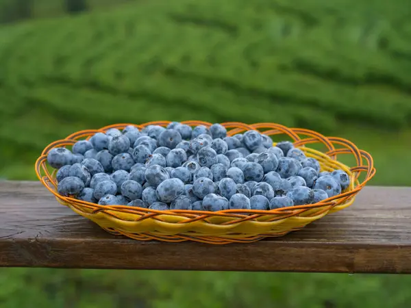 Blaubeere Zweig Danzhai Guizhou Stockfoto
