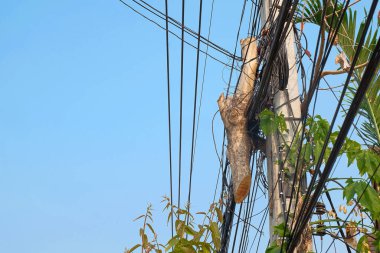 Şehirde büyük bir ağaç elektrik direğine tutunuyor..