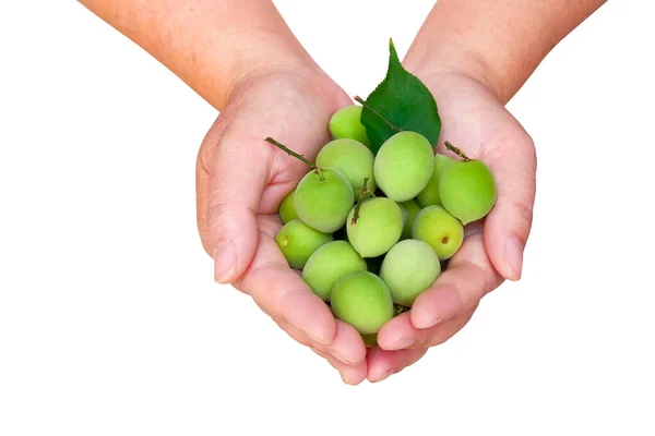 Plums Fruit Hand Used Making Umeshu Plum Syrup Clipping Path — Stock Photo, Image