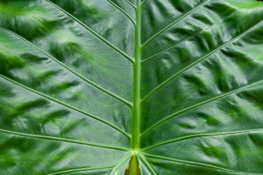 Doğa yaprakları, yeşil tropikal orman, arka plan konsepti..