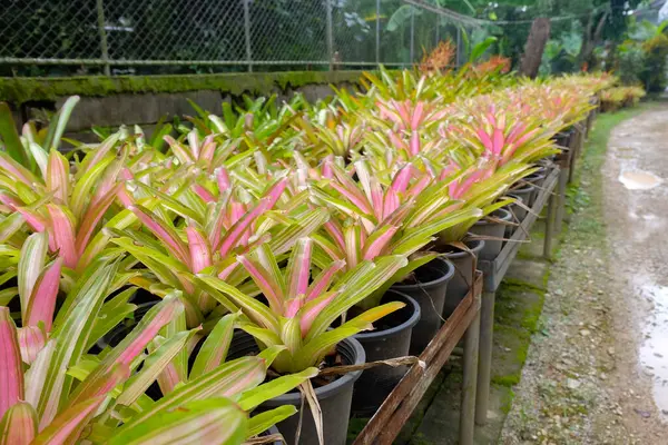 stock image Bromeliad pink and red  with green leaf tropical plant in garden.