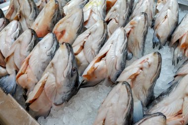 Süpermarkette buzda taze somon başı.