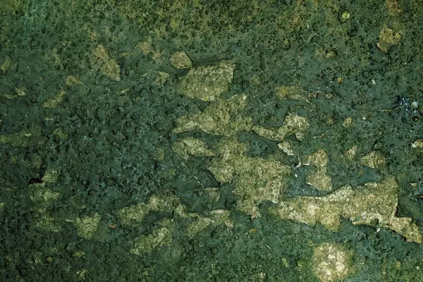 Beton zeminde kuru yosun lekeleri, doku arka planı..