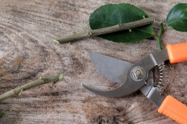 Bahçe işçileri ağaç yapraklı doğranmış bitkiler..