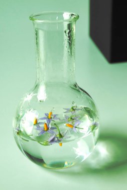 Test tüpü üzerinde bitki bilimi laboratuarı araştırması. Tıp biyoteknolojisi. .