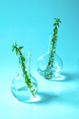 Test tüpü üzerinde bitki bilimi laboratuarı araştırması. Tıp biyoteknolojisi. .