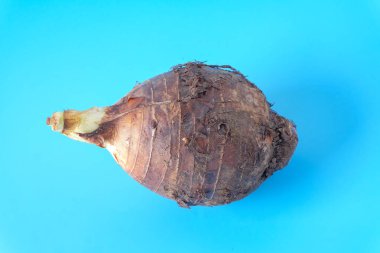 Taro root isolated on blue background. Top view,