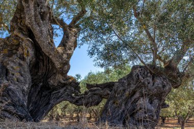 Karmaşık gövdeli Gnarled zeytin ağaçları, açık gökyüzünün altındaki pitoresk bir Yunan korusunda yaşlarını gösteriyor.