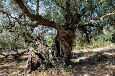 Kıvrık gövdeli yaşlı zeytin ağaçları sakin bir Yunan ortamında durarak doğanın güzelliğini gözler önüne seriyor..