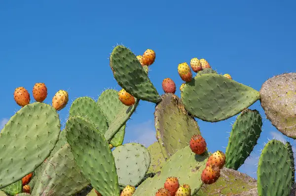 Titrek dikenli armutlar, Sardunya 'nın güneşli tarlalarında zeytin ağaçlarının arasında hasat için hazır..