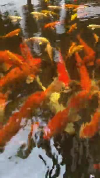 Velká Ryba Plave Hladině Vody Rybníku Fancy Carp Fish Koi — Stock video