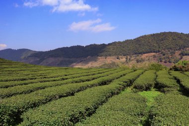 tea plantation with mountain background. panorama view tea plantation with bright sky. moutain view with tea plantation on foreground no people.