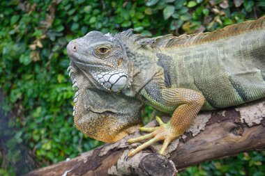 Yeşil iguana, dalın üzerine tünemiş.