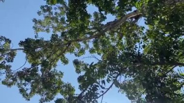 Gökyüzüne ve ağaçlara doğru dön.