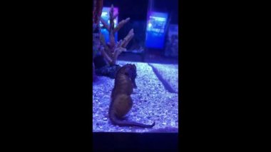 Büyük bir göbek denizatı hamile HD video, popüler akvaryum hayvanları, tropikal balıklar.
